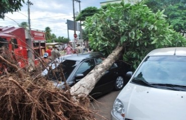 Forte chuva derruba árvores no centro da Capital e causa danos materiais