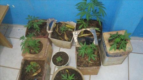 Jovem vendia e cultivava maconha com apoio da mãe