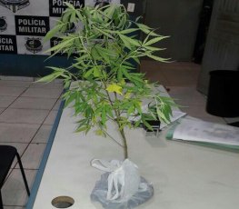 Pedreiro ameaça esposa e é preso com plantação de maconha