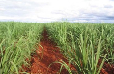 Ministério da Agricultura indica Campo Novo do Parecis como produtor de cana de açúcar 