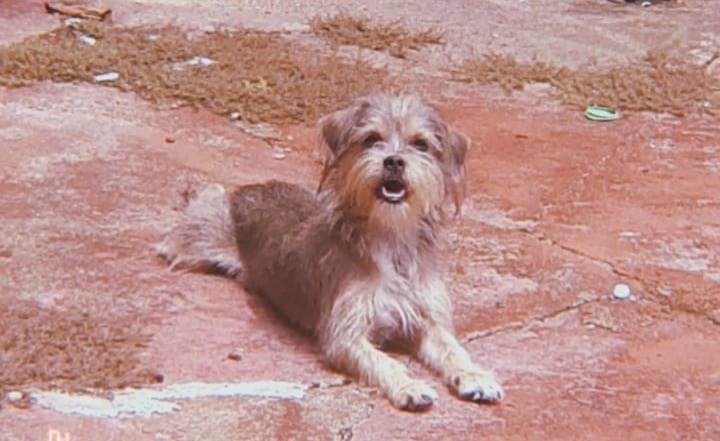 AU-AU: Tutor procura por cadela ‘Kiara’ desaparecida em Porto Velho