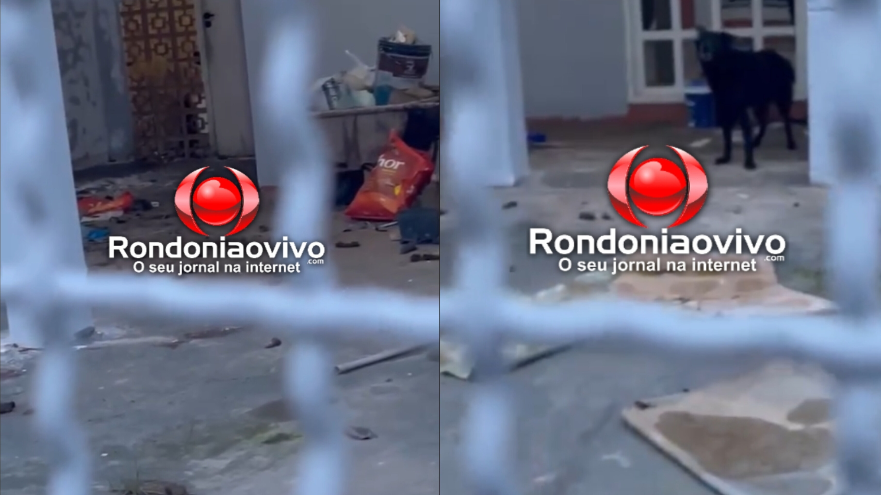 DENÚNCIA: Cães são flagrados em situação de insalubridade em residência