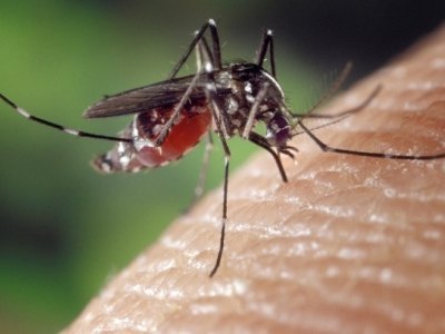 Número de óbitos de Chikungunya e Dengue freia