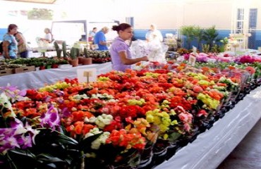 “Flores de Holambra” começou hoje em Vilhena