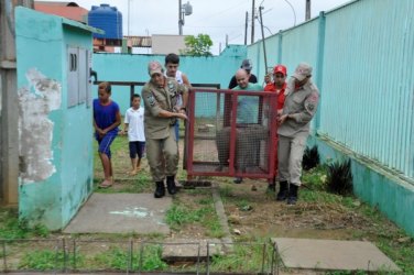 Capivara busca refúgio em pátio de escola