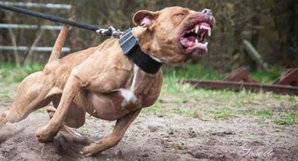 ATACANDO PESSOAS: Sargento da PM mata pitbull com as mãos e dono do animal é preso