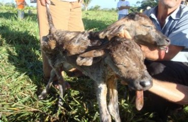 BURITIS - Bezerro nasce com duas cabeças em fazenda do município