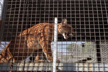 Onça é transferida para parque de Rio Branco