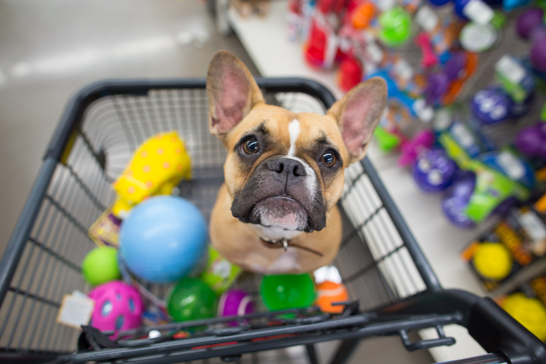 TRF DA 4ª REGIÃO: Pet shop não é obrigado a contratar médico veterinário para manter atividades