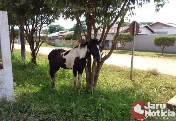 JARU: Polícia recupera dois cavalos furtados por adolescentes em chácara