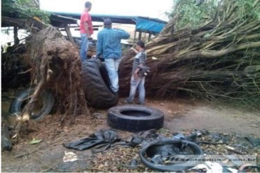 Temporal com fortes ventos arranca árvores