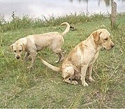 Labradores visitam diariamente lago onde dono morreu afogado