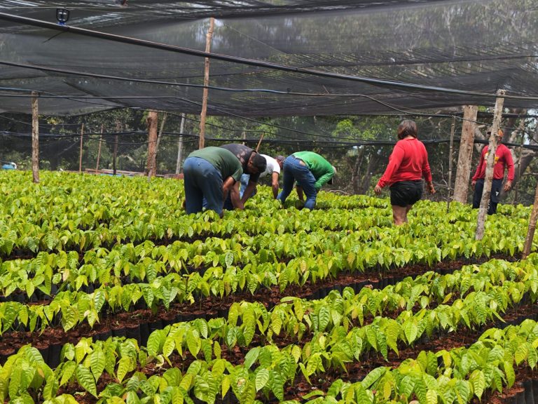 SISTEMA FAPERON/SENAR : União faz viveiro comunitário produz 60 mil mudas de cacau em RO