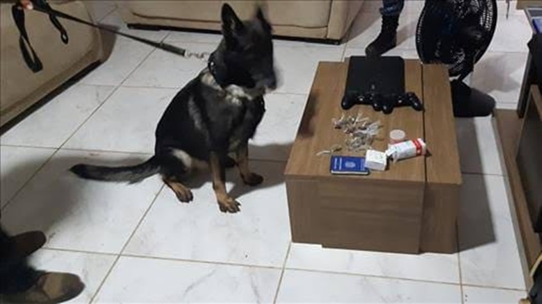 NO CHEIRO: Com apoio de cão farejador, PM localiza droga e casal é preso