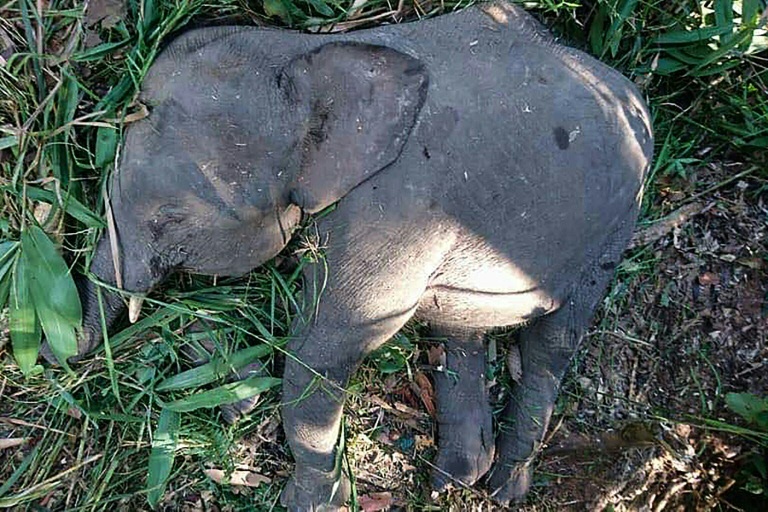 ASSASSINATO: Espécie em extinção, elefante-pigmeu é morto a tiros em Bornéu