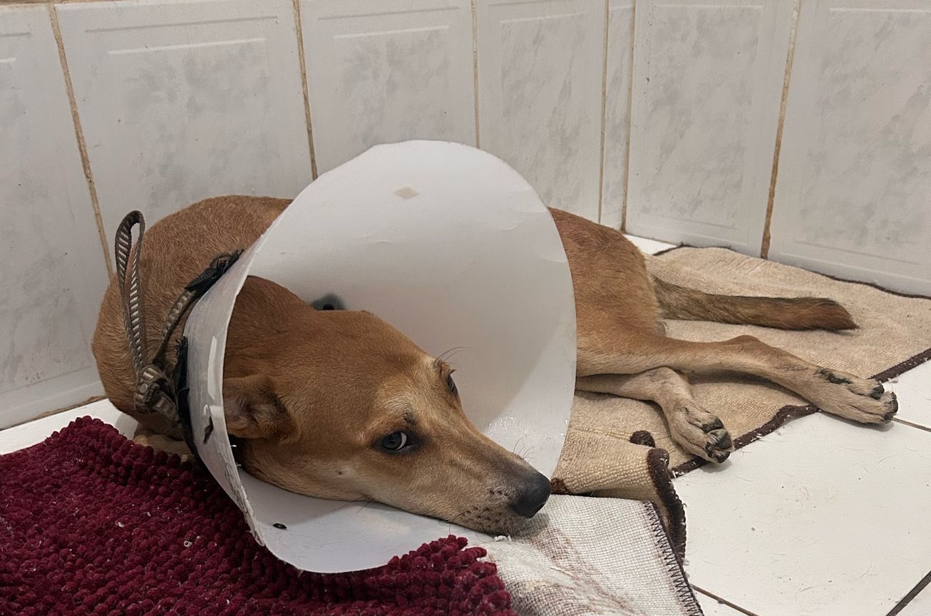 APELO: Protetora de animais organiza arrecadações para caramelo atropelado