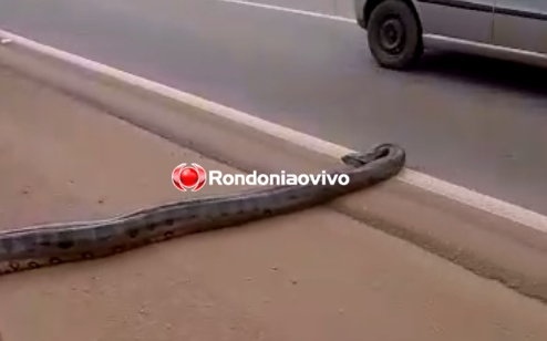 VÍDEO: Sucuri de cinco metros é flagrada tentando atravessar BR-364