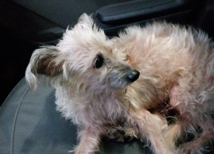 AU-AU: Tutora procura por cãozinho idoso ‘Seu Jorge’, desaparecido em Porto Velho