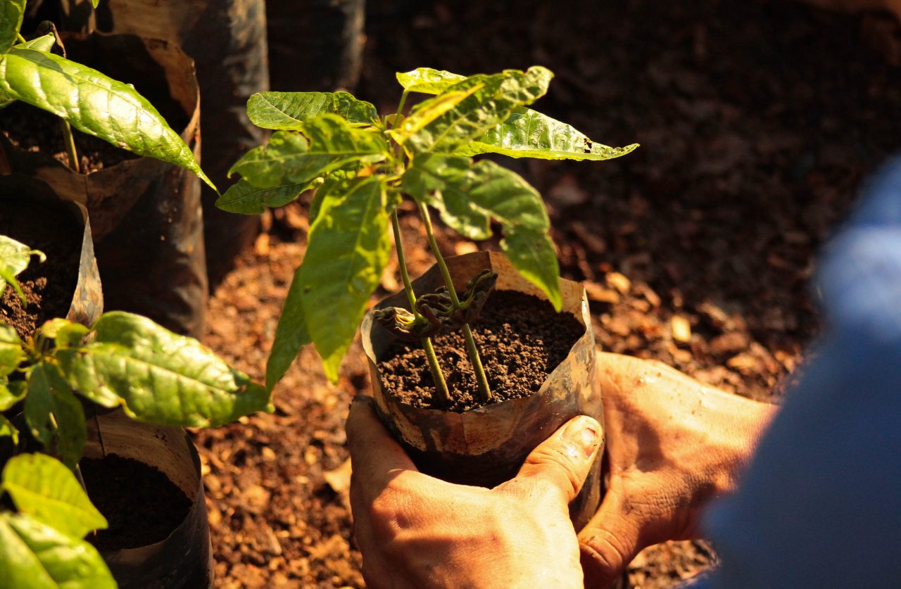 ALTA GENÉTICA E RESSOCIALIZAÇÃO: Treinamento de enxertia de clones faz Rondônia avançar na revitalização do cacau