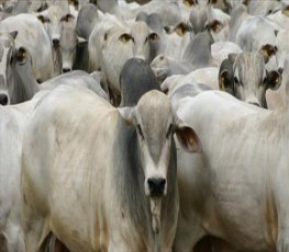 Governo de Rondônia reduz imposto da carne em 2,4%