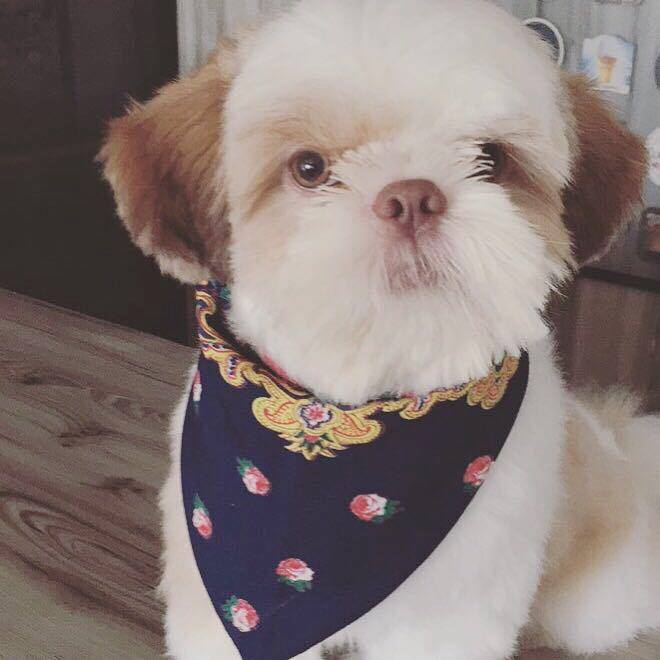 Procura-se uma namorada para cruzar com Vina (Shih tzu)