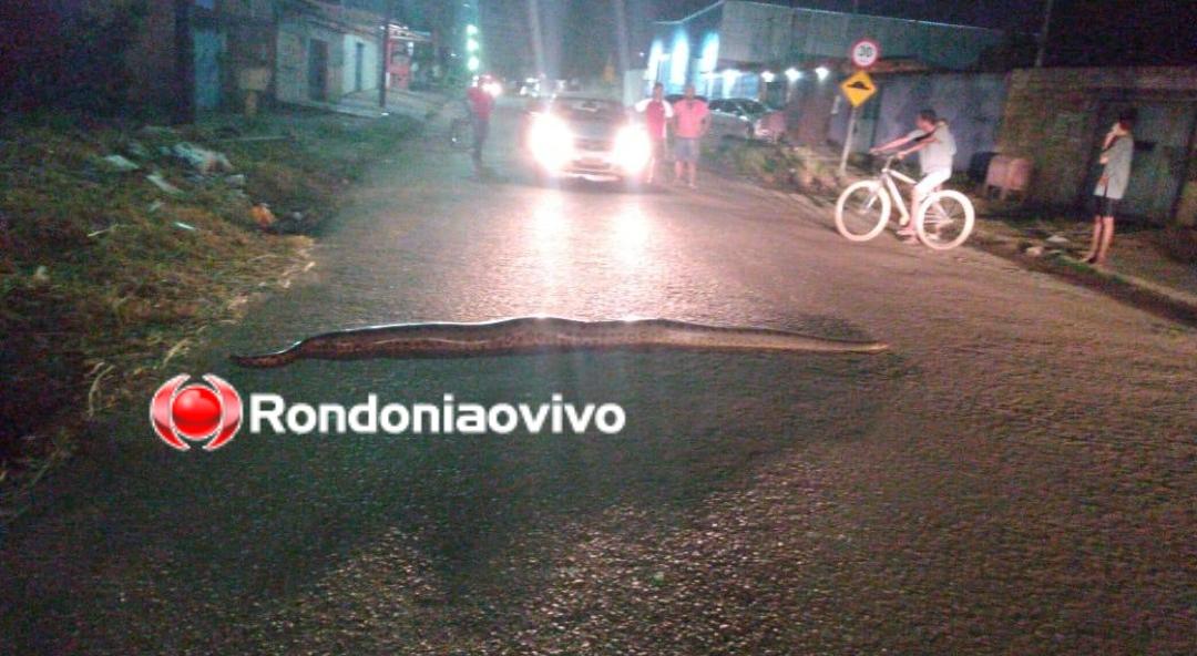 VÍDEO: Sucuri de quatro metros surge no meio da rua e chama atenção de populares