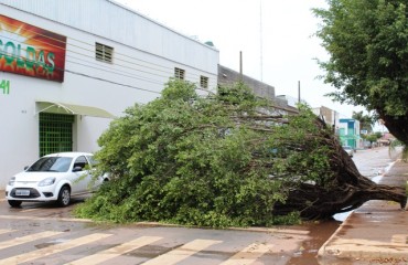 TEMPORAL – Vendaval derruba árvore  e destelha comércio no Centro de Porto Velho