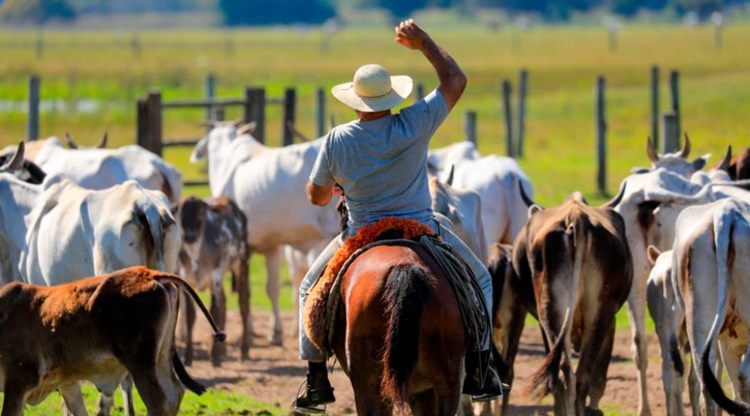 RONDÔNIA: Produtor rural foi fundamental para obtenção do reconhecimento de área livre de aftosa