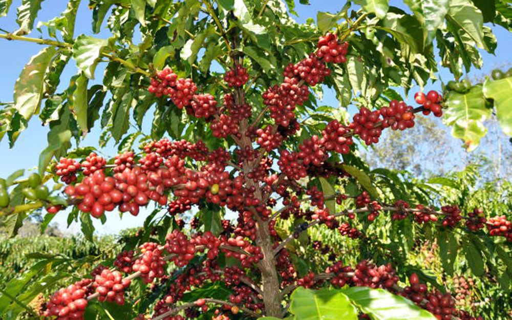 CAFEICULTURA: Debate sobre avanços do café pretende promover produção com sustentabilidade