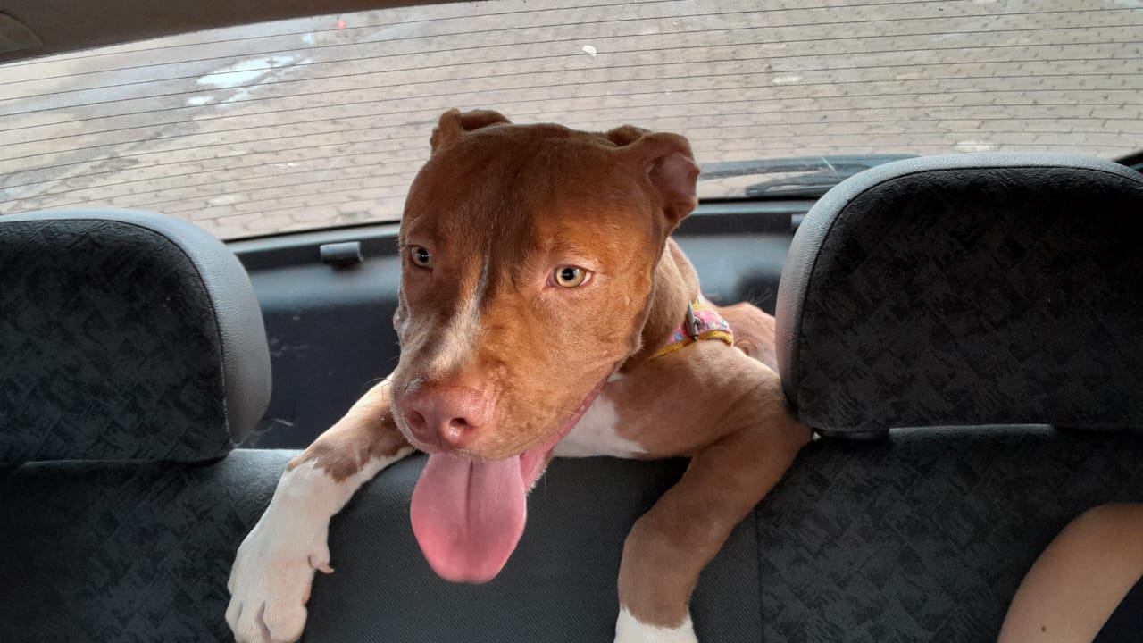 PROCURA-SE: Cadela 'Amora' desaparece na região do Cristal da Calama; família pede ajuda