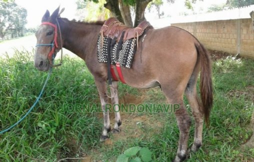 Homem é detido por comprar burro furtado