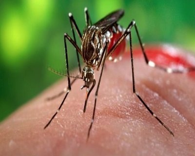 Dois casos de Chikungunya são registrados