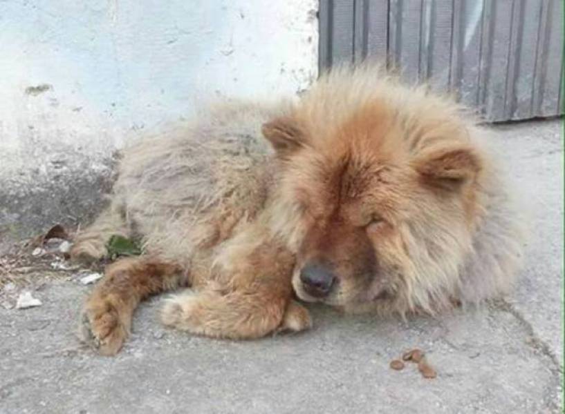 VILHENA: Home atira três cães com as patas amarradas dentro de rio; dois morreram