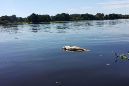 Mortandade de peixes assustam pescadores e mobilizam autoridades