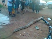 Homem encontra cobra com 3 metros durante pescaria 