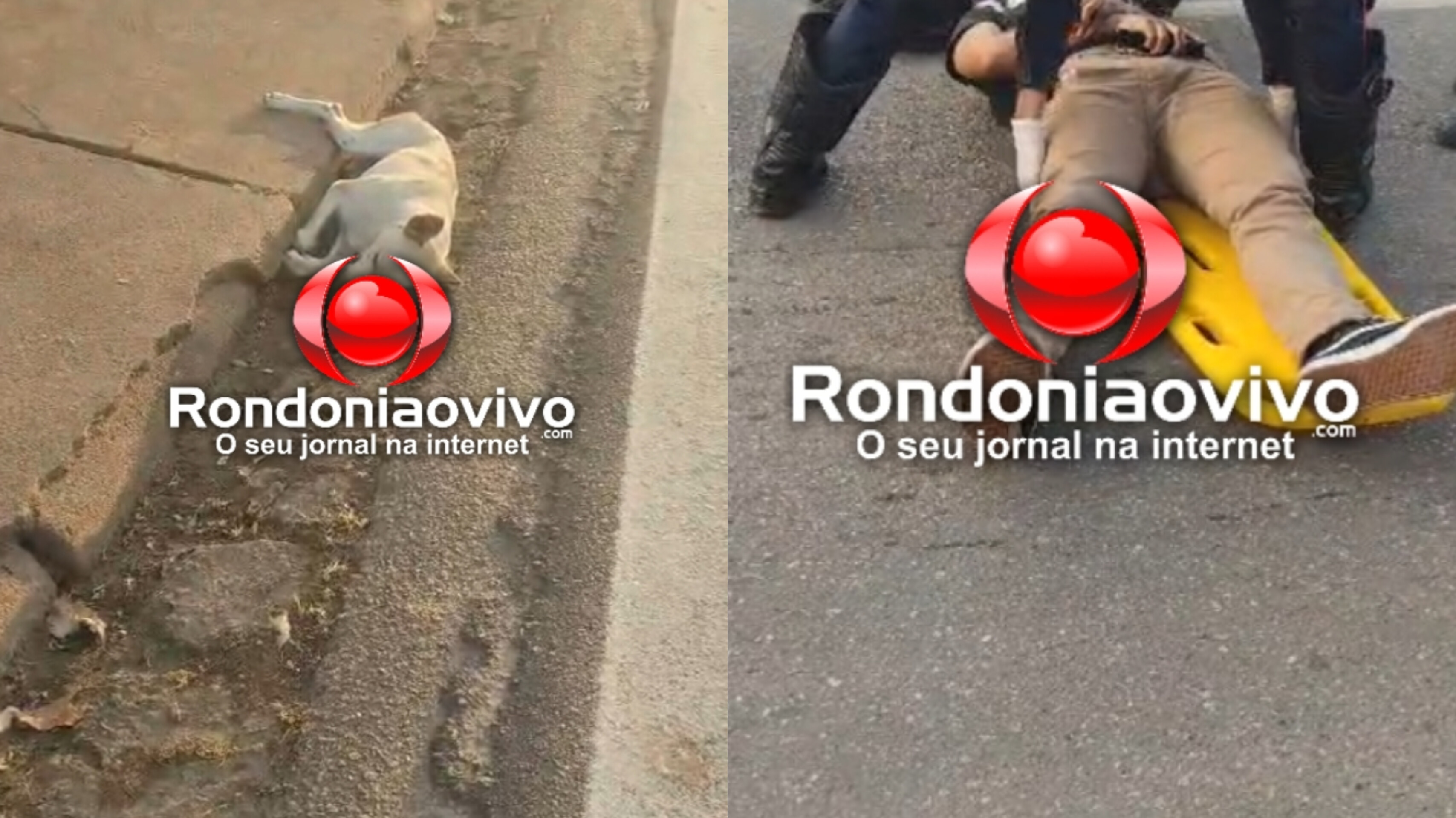 VÍDEO: Cachorro morre e passageiro de moto fica ferido em atropelamento