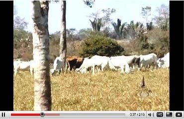 Rondônia é estado 100% livre da aftosa – Confira vídeo