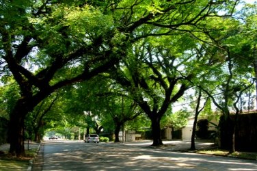 Porto Velho precisa de um programa de arborização, já! - Valdemir Caldas 