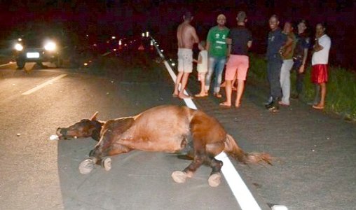 Acidente de trânsito com animal na pista deixa um morto