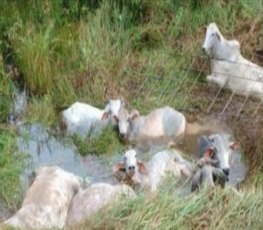 Reboque de caminhão tomba e deixa animais mortos e feridos na BR