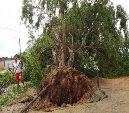 TEMPORAL: Árvores são derrubadas e avenida é interditada