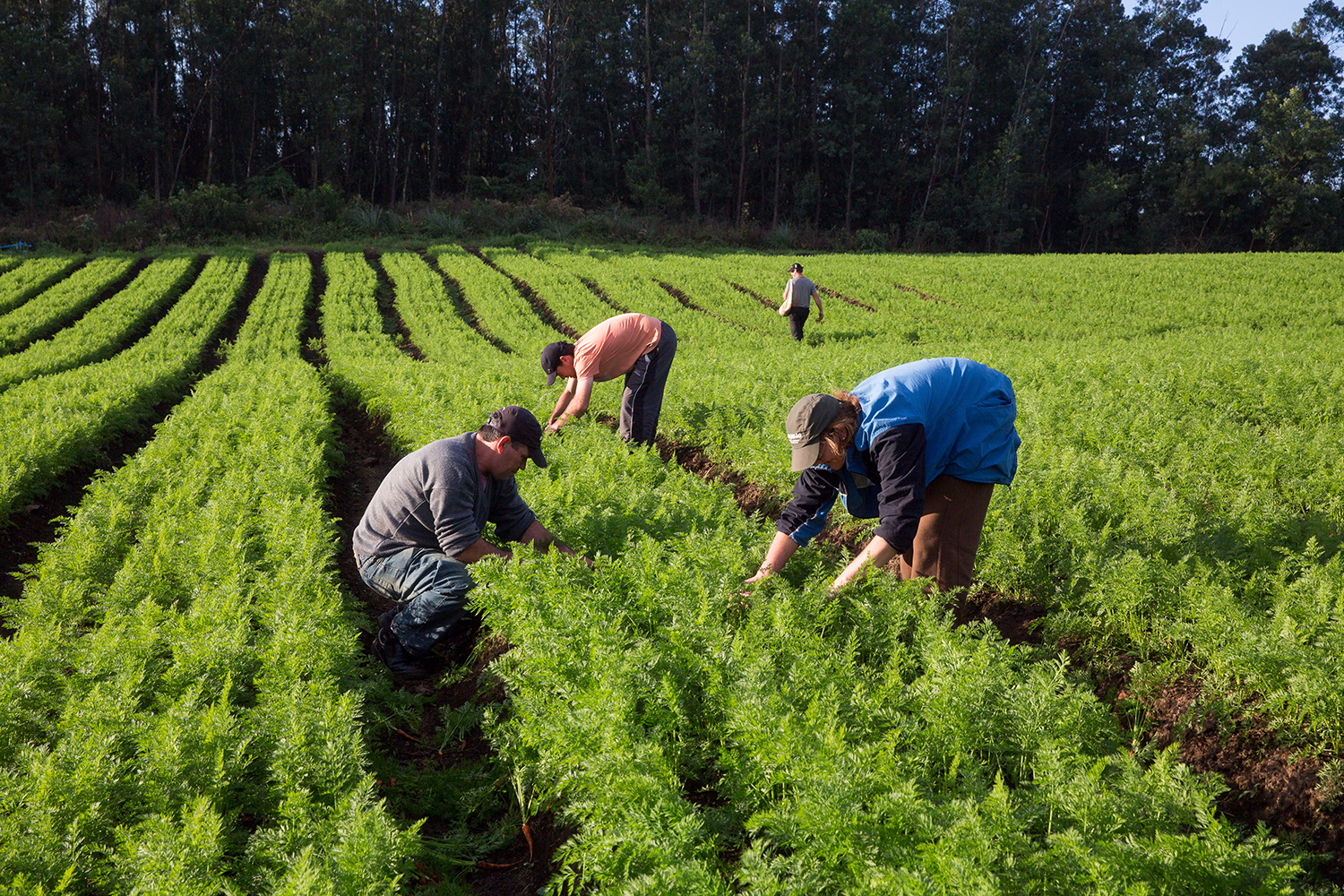 SAFRA: Contratação de crédito agropecuário tem alta de 13%, informa Ministério