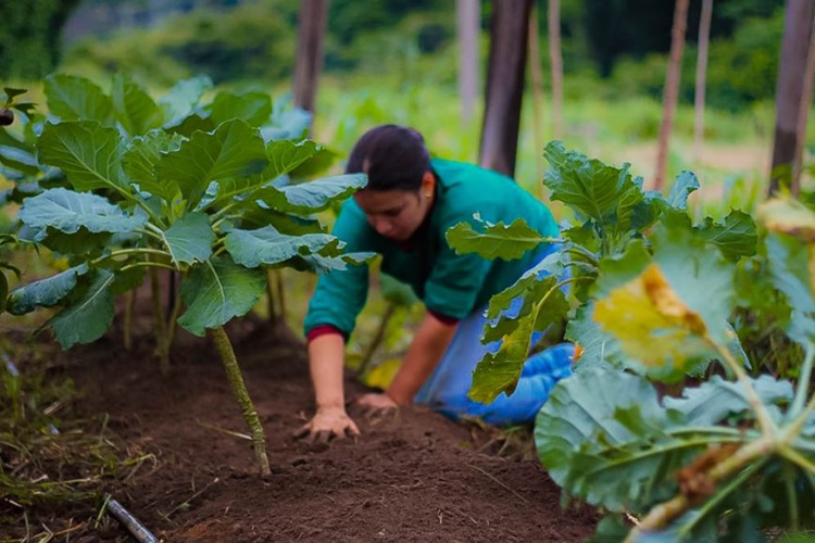 RONDÔNIA: Projeto vai fortalecer Agricultura Familiar nos 52 municípios