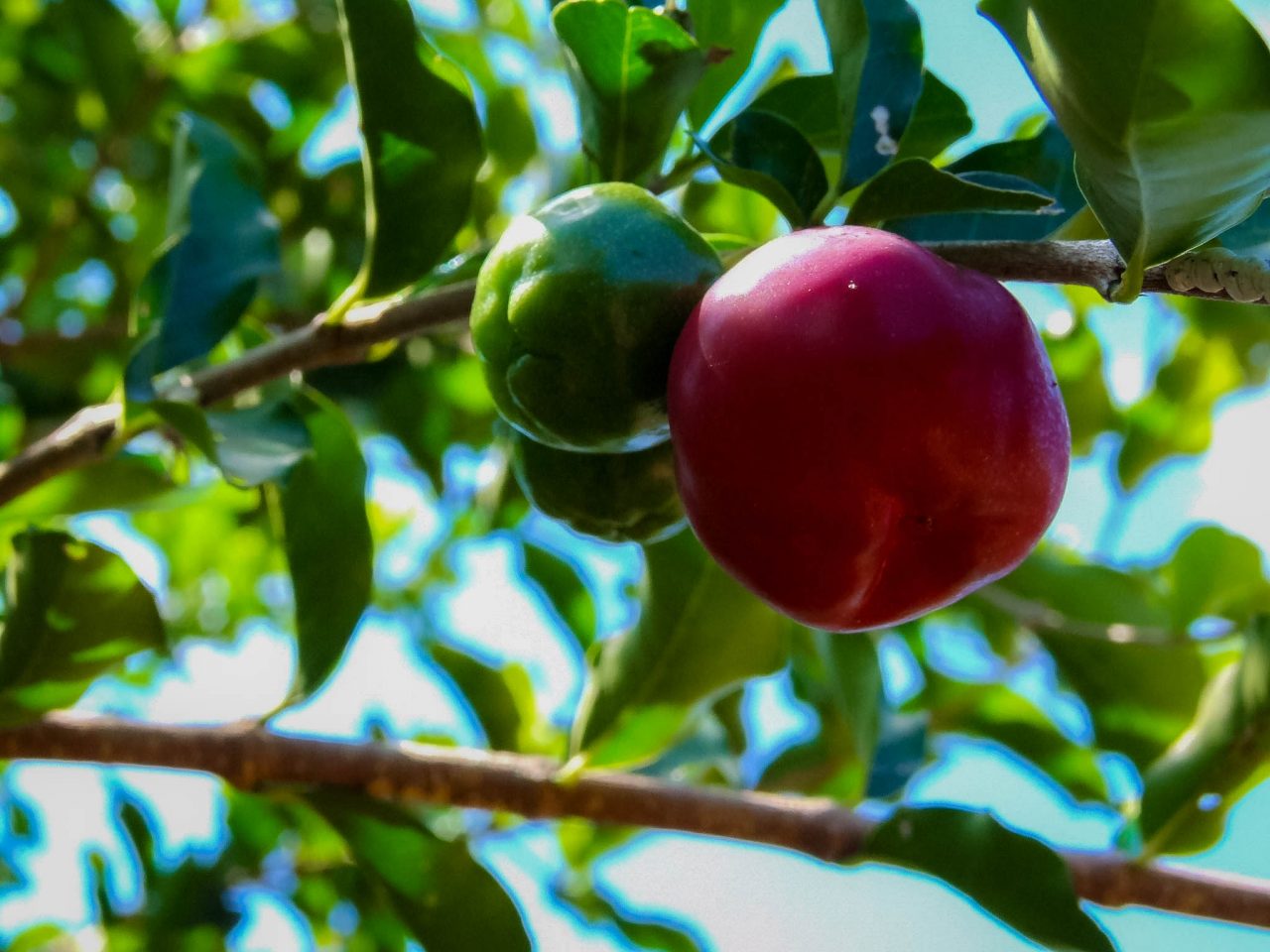 Mais de 70 agroindústrias de RO trabalham com a produção de polpa