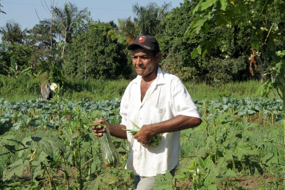 ORGÂNICOS: Agricultura familiar da capital se destaca na produção de hortaliças