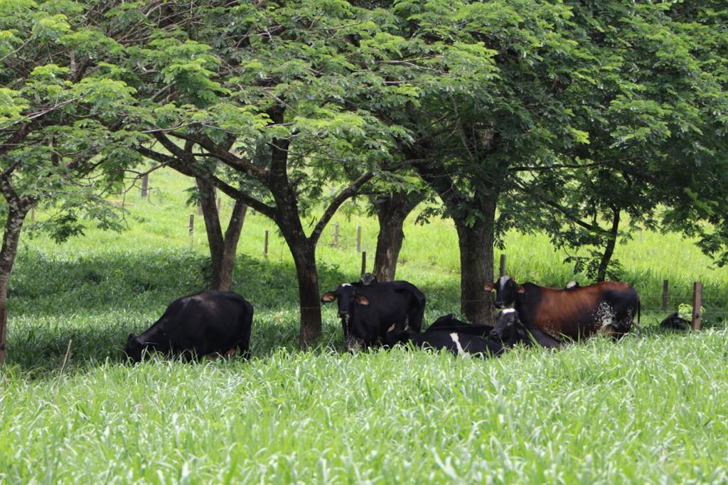 EDITAL: Embrapa Rondônia realiza leilões com mais de 300 itens em novembro