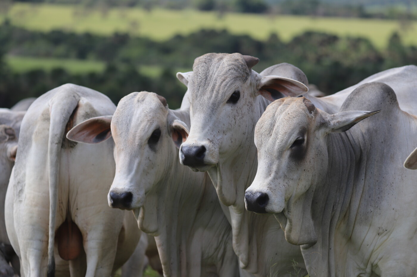 AGROPECUÁRIA: Arroba do boi gordo tem queda no valor de 6% em Rondônia