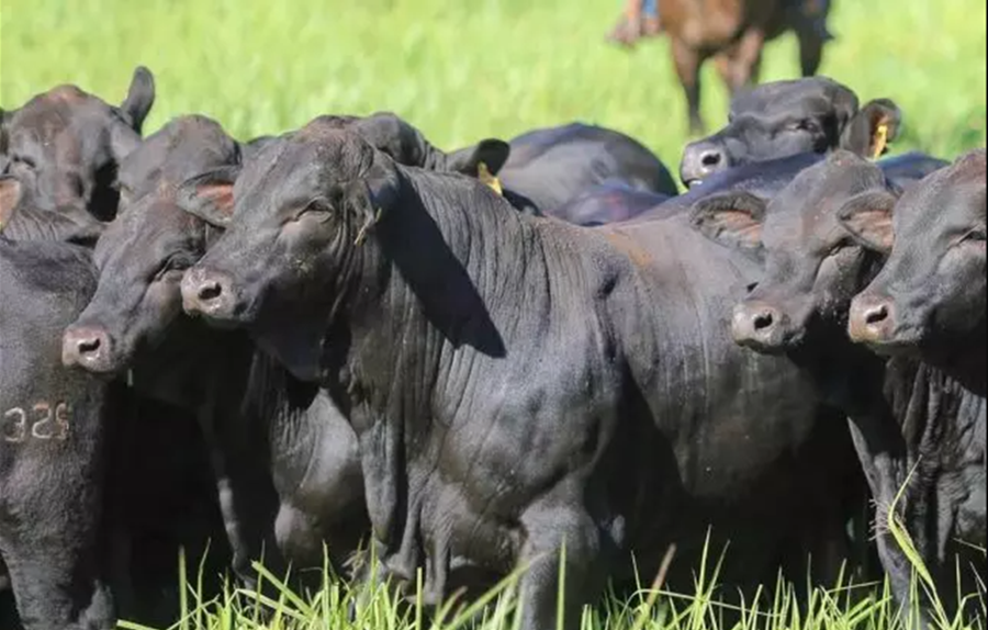 CARNE: Veja os fatores que podem fazer arroba do boi se recuperar