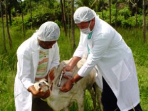 Rondônia inicia hoje a vacinação contra a febre aftosa