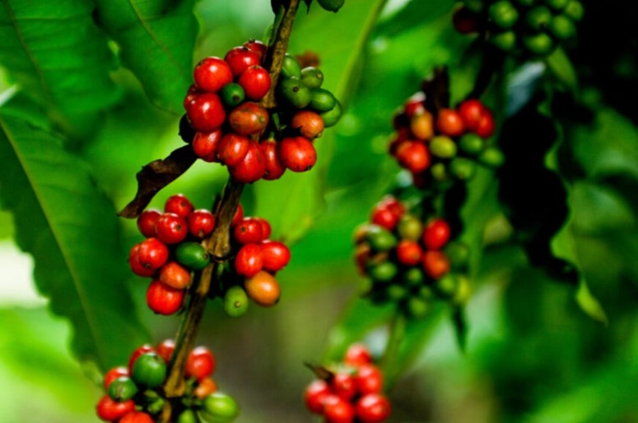 SOLENIDADE: Colheita do café em Rondônia começa nesta sexta-feira (14), em Alta Floresta d’Oeste